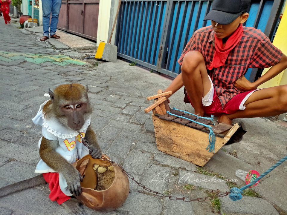 Pertunjukan Topeng Monyet