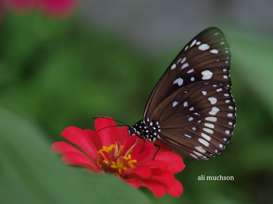 Kupu-kupu - Hari Cinta Puspa dan Satwa Nasional 2020