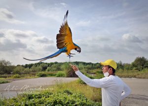 Macaw, Burung dengan Bulu Eksotik dan Punya Kecerdasan Tinggi