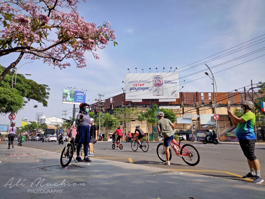 Tabebuya Bermekaran Percantik Kota Surabaya, Sejumlah Warga Berburu Foto