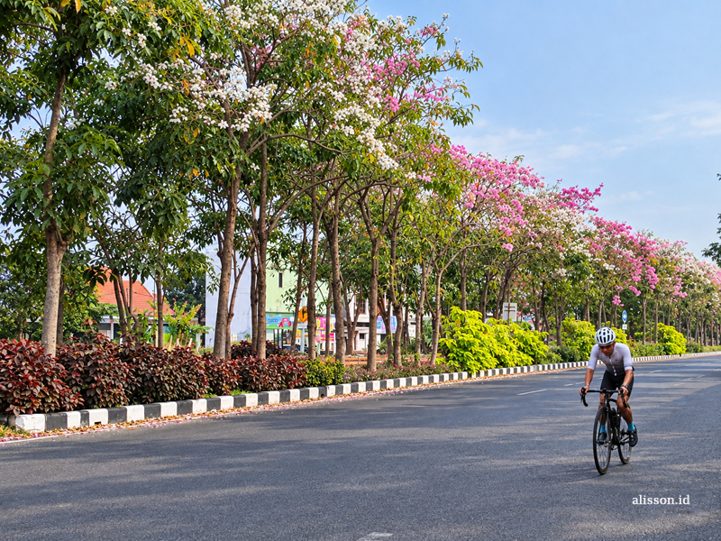Saat Tabebuya Bermekaran, Surabaya Tampil dengan Wajah yang Berbeda